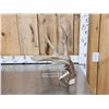 Image 1 : 103 5/8 Texas Whitetail Shed Antler