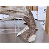 Image 2 : 103 5/8 Texas Whitetail Shed Antler