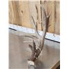 Image 3 : 103 5/8 Texas Whitetail Shed Antler