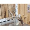 Image 4 : 103 5/8 Texas Whitetail Shed Antler