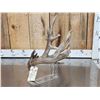 Image 5 : 103 5/8 Texas Whitetail Shed Antler