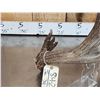 Image 6 : 103 5/8 Texas Whitetail Shed Antler