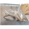 Image 8 : 103 5/8 Texas Whitetail Shed Antler