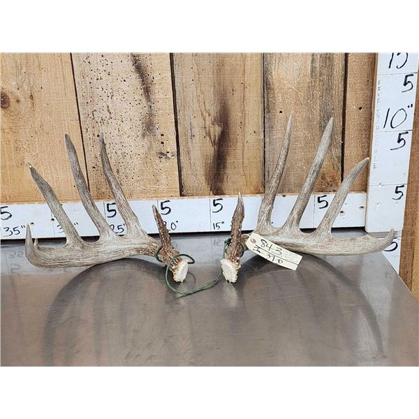 Gorgeous 5x5 Boone & Crockett Set Of Wild Texas Whitetail Shed Antlers
