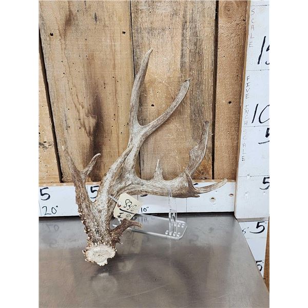 101" Nontypical Texas Whitetail Shed Antler