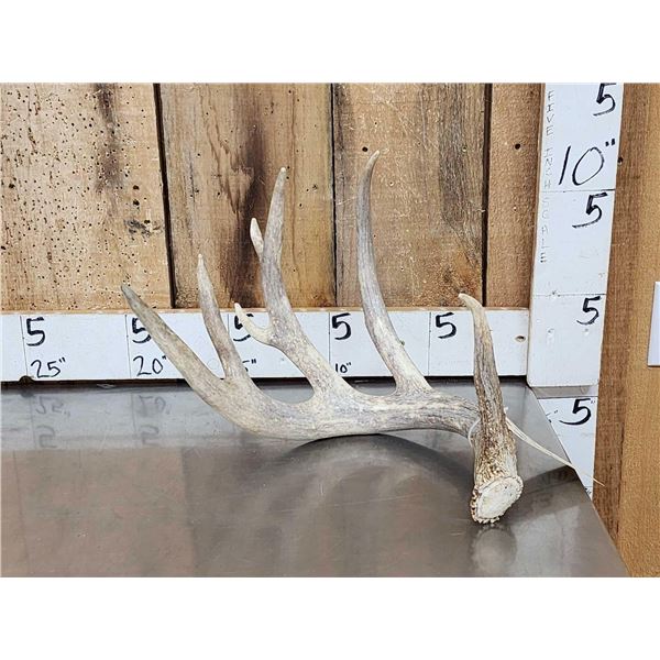 89" Wild Kansas Whitetail Shed Antler
