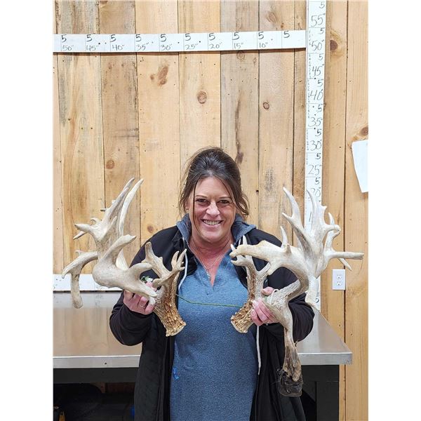 Monster Set Of 289" Whitetail Shed Antlers