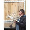 Image 2 : Monster Set Of 289" Whitetail Shed Antlers