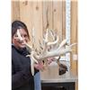 Image 3 : Monster Set Of 289" Whitetail Shed Antlers