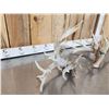 Image 6 : Monster Set Of 289" Whitetail Shed Antlers