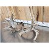 Image 7 : Monster Set Of 289" Whitetail Shed Antlers