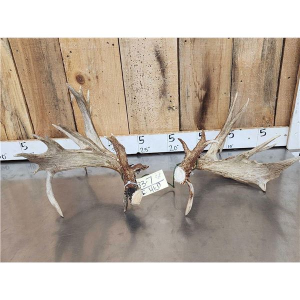 Set Of Heavy Mass 250" Whitetail Shed Antlers