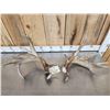 Image 2 : Set Of Heavy Mass 250" Whitetail Shed Antlers