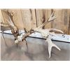 Image 4 : Set Of Heavy Mass 250" Whitetail Shed Antlers