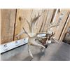 Image 5 : Set Of Heavy Mass 250" Whitetail Shed Antlers