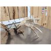 Image 7 : Set Of Heavy Mass 250" Whitetail Shed Antlers