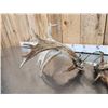 Image 8 : Set Of Heavy Mass 250" Whitetail Shed Antlers