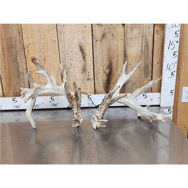 Monster Set Of 280" Whitetail Antlers