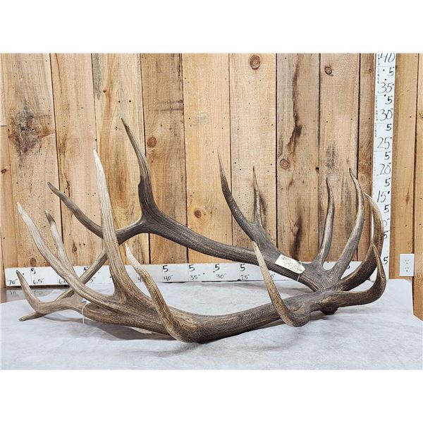 Giant 8x7 Set Of Elk Shed Antlers