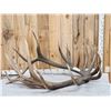 Image 1 : Giant 8x7 Set Of Elk Shed Antlers