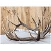 Image 2 : Giant 8x7 Set Of Elk Shed Antlers
