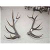 Image 3 : Giant 8x7 Set Of Elk Shed Antlers