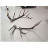 Image 4 : Giant 8x7 Set Of Elk Shed Antlers