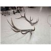 Image 5 : Giant 8x7 Set Of Elk Shed Antlers