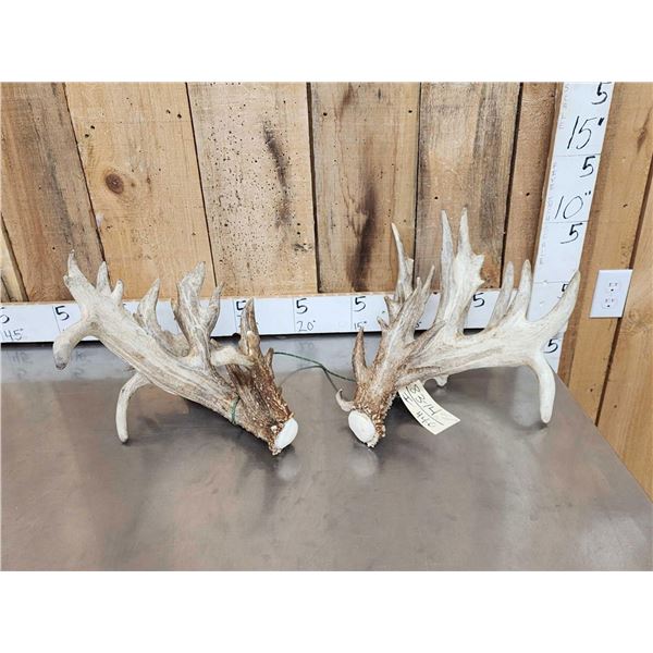 MONSTER 295" Set Of Whitetail Shed Antlers