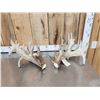 Image 1 : MONSTER 295" Set Of Whitetail Shed Antlers