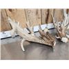 Image 2 : MONSTER 295" Set Of Whitetail Shed Antlers