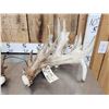 Image 3 : MONSTER 295" Set Of Whitetail Shed Antlers