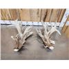 Image 4 : MONSTER 295" Set Of Whitetail Shed Antlers