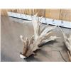 Image 5 : MONSTER 295" Set Of Whitetail Shed Antlers
