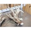Image 6 : MONSTER 295" Set Of Whitetail Shed Antlers
