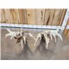 Image 7 : MONSTER 295" Set Of Whitetail Shed Antlers