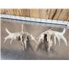 Image 8 : MONSTER 295" Set Of Whitetail Shed Antlers