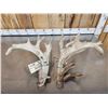 Image 9 : MONSTER 295" Set Of Whitetail Shed Antlers