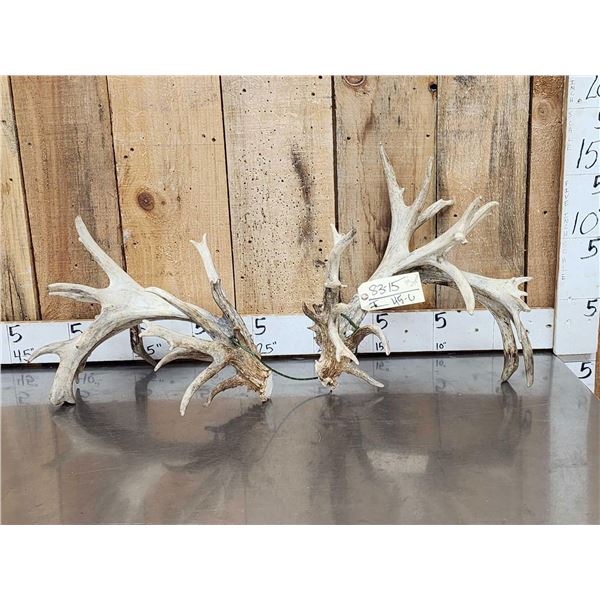 Set Of GIANT 320" Whitetail Shed Antlers