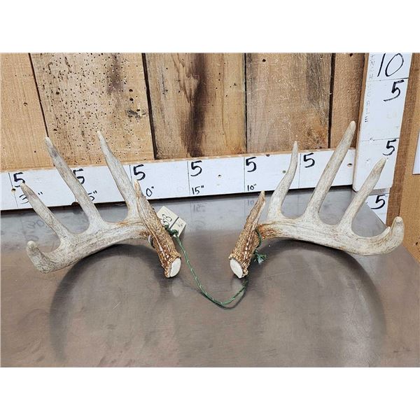 Set Of 145" Whitetail Shed Antlers