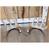 Image 1 : Set Of 145" Whitetail Shed Antlers