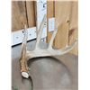 Image 2 : Set Of 145" Whitetail Shed Antlers