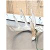 Image 3 : Set Of 145" Whitetail Shed Antlers