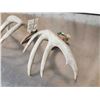 Image 5 : Set Of 145" Whitetail Shed Antlers