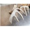 Image 6 : Set Of 145" Whitetail Shed Antlers