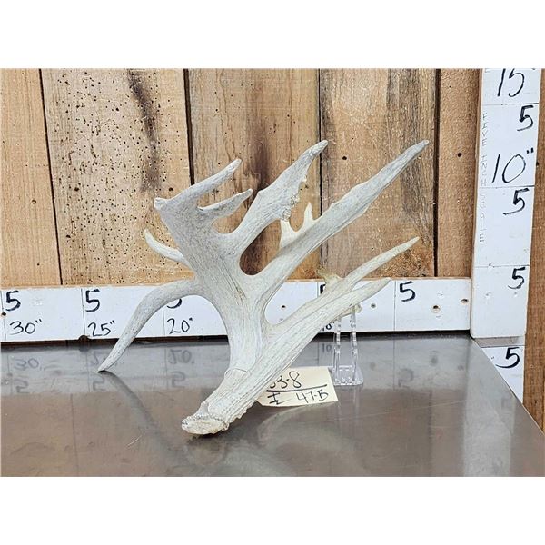 120" Whitetail Shed Antler With Droptine
