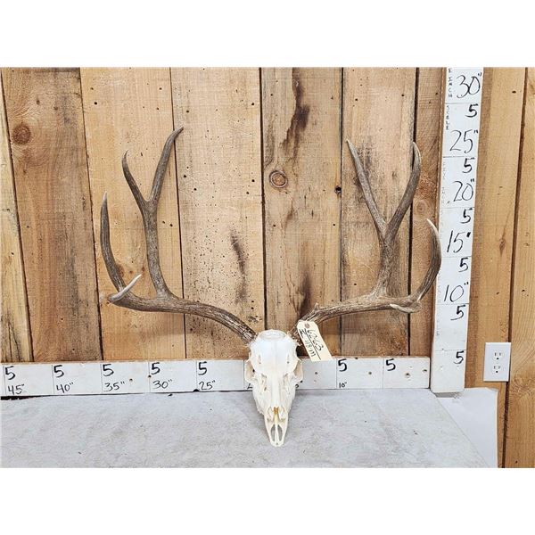 180 Class 4x4 Mule Deer Antlers On Skull