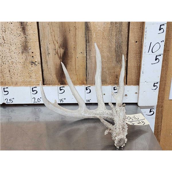 84 6/8" Whitetail Shed Antler