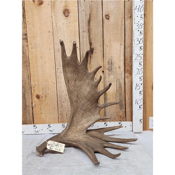 15.1 Lbs Self Standing Moose Shed Antler