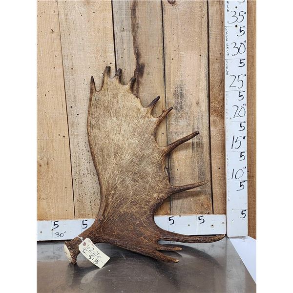 13.7 Lbs Moose Shed Antler